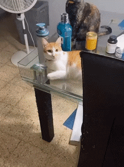 Acid Gifdump, March 13 (25 gifs)