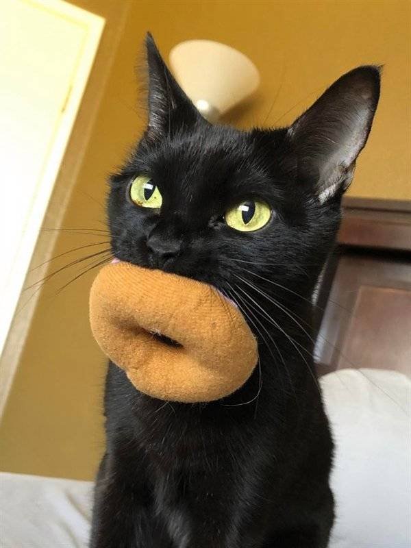 Look Twice (43 pics)
