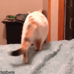 Fails (33 gifs)
