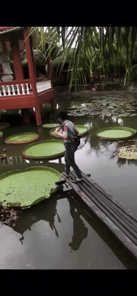 Acid Gifdump, March 16 (25 gifs)