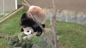 Funny Pandas (15 gifs)