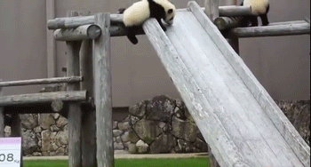 Funny Pandas (15 gifs)