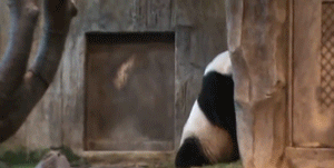 Funny Pandas (15 gifs)