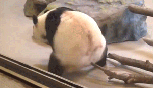 Funny Pandas (15 gifs)