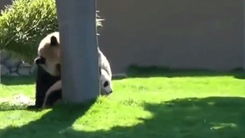 Funny Pandas (15 gifs)