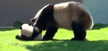 Funny Pandas (15 gifs)