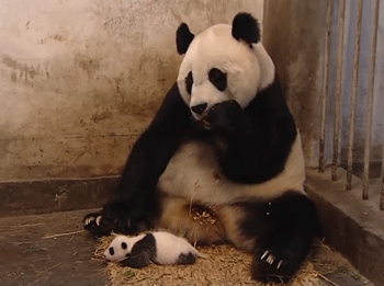 Funny Pandas (15 gifs)