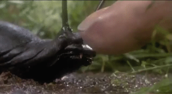 Trashy-Fun Horror Movies (14 gifs) Trashy-Fun Horror Movies (14 gifs)