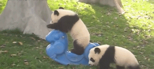 Funny Pandas (15 gifs)