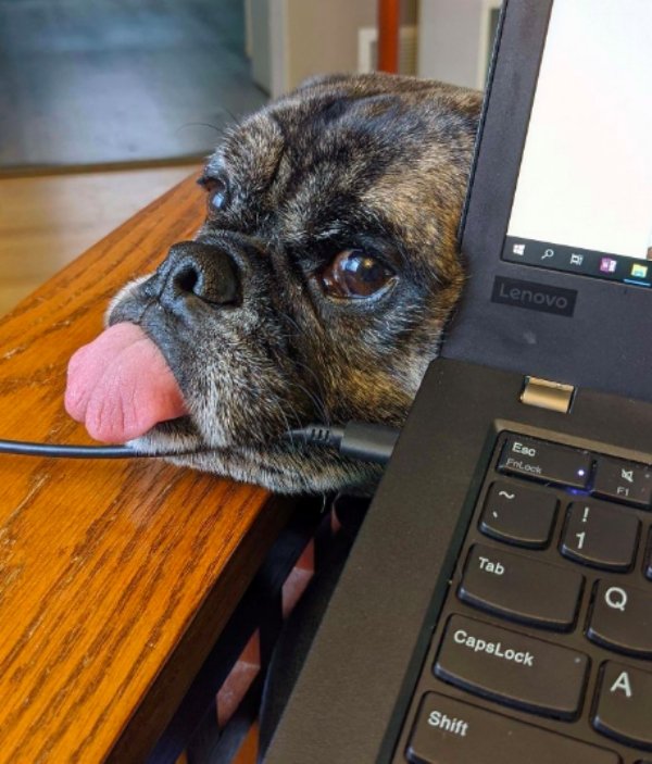 When Pets Help You To Work From Home (24 pics)