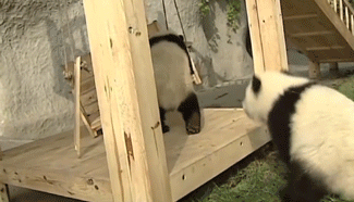 Funny Pandas (15 gifs)