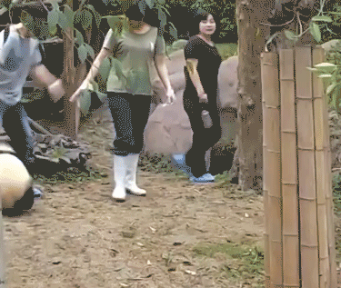 Funny Pandas (15 gifs)