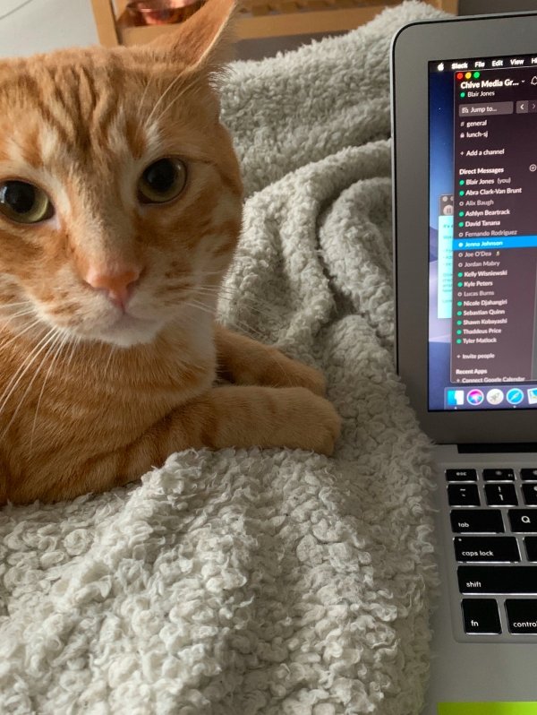 When Pets Help You To Work From Home (24 pics)