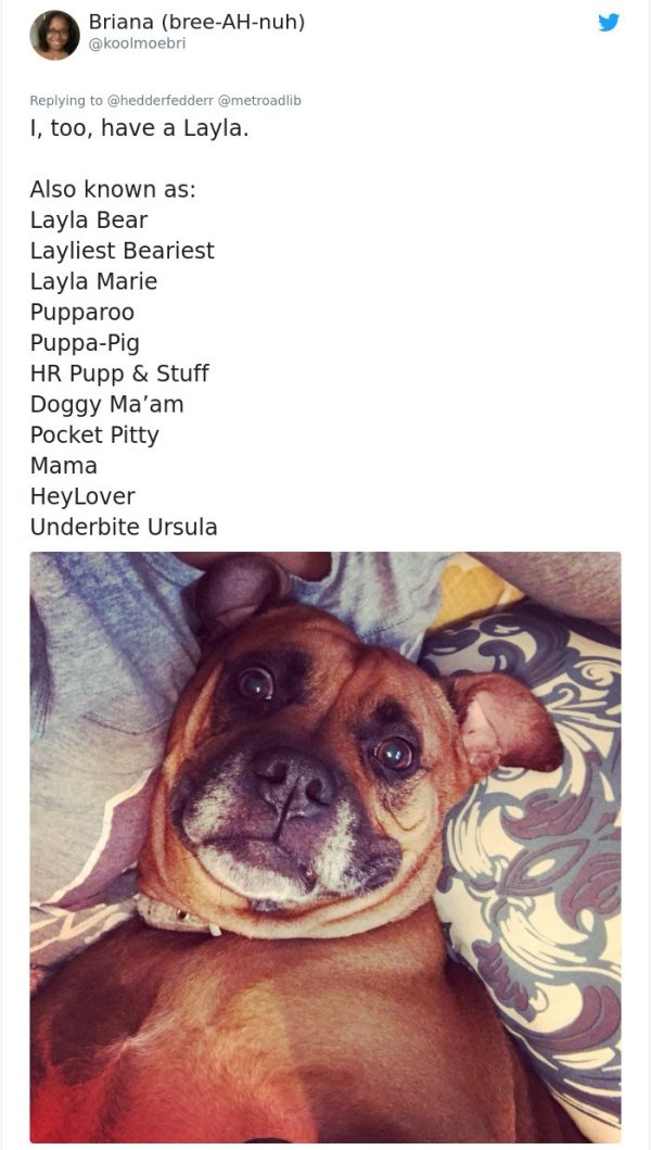 When Your Pet Has Many Names (28 pics)