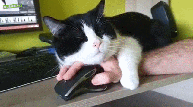 Acid Gifdump, March 20 (25 gifs)