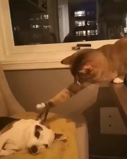 Acid Gifdump, March 20 (25 gifs)