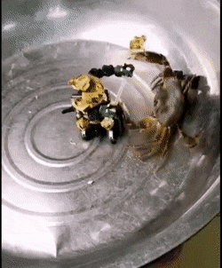 Acid Gifdump, March 20 (25 gifs)
