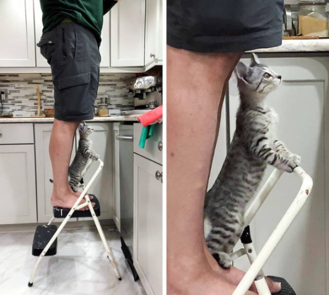 Men Who Didn't Want To Have Pets (20 pics)