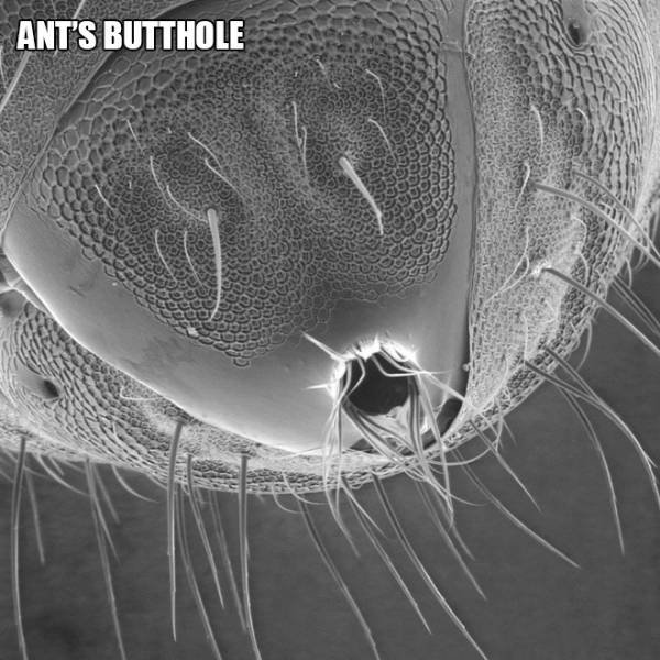Creatures Under The Microscope (20 pics)