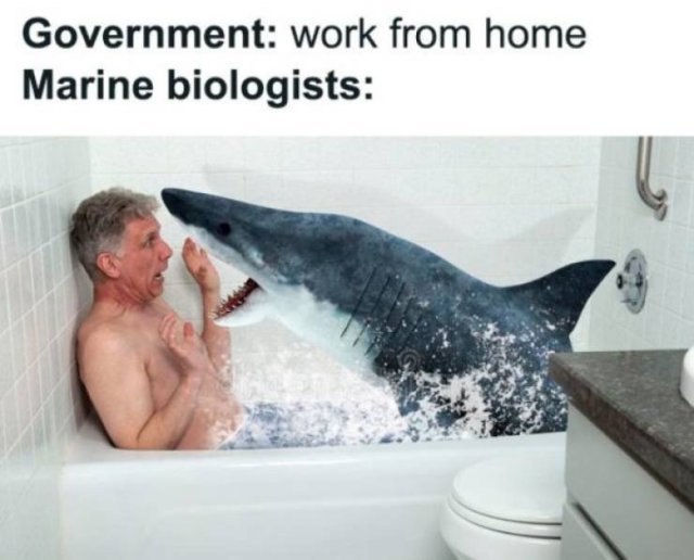Work From Home Memes (31 pics)