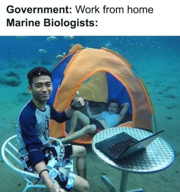 Work From Home Memes (31 pics)