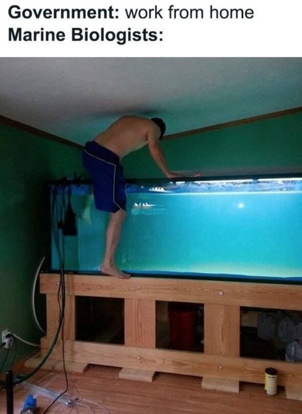 Work From Home Memes (31 pics)