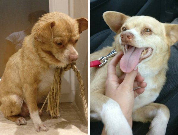 Pets Before And After Adoption (35 pics)