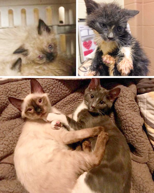 Pets Before And After Adoption (35 pics)