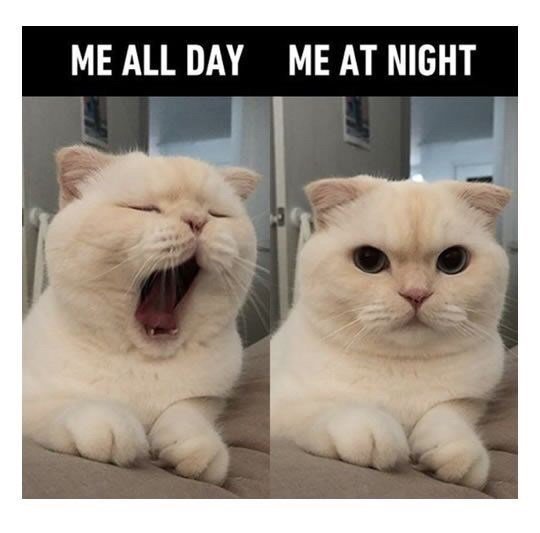 Insomnia Memes (29 pics)