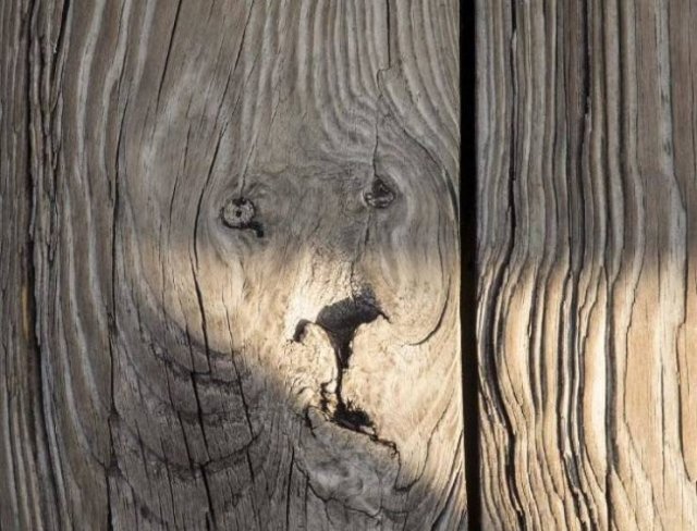 Look Twice (15 pics)