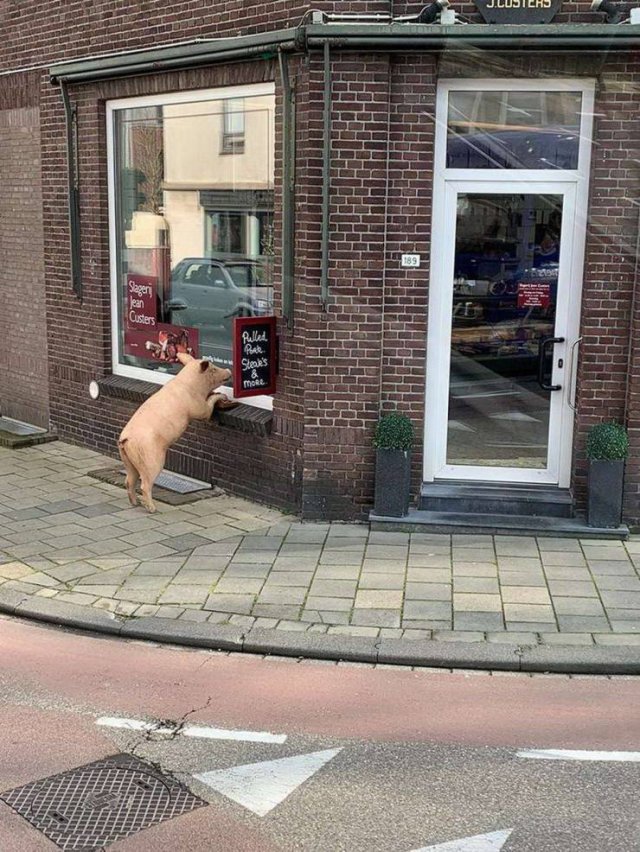 Acid Picdump. Part 1 (95 pics)