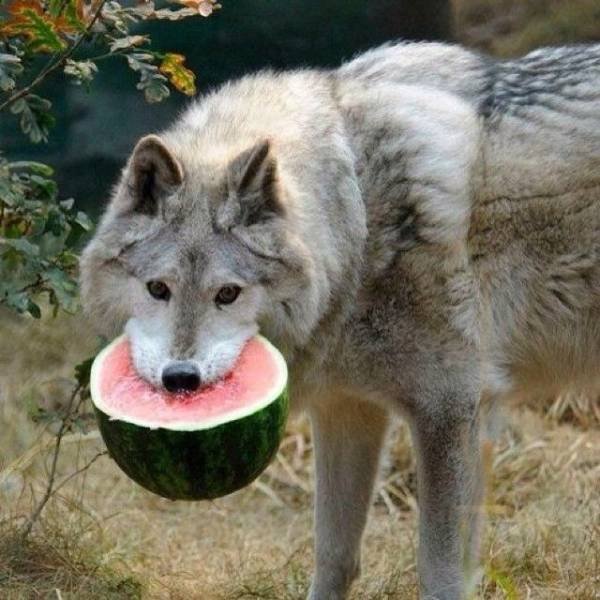 Acid Picdump. Part 1 (95 pics)