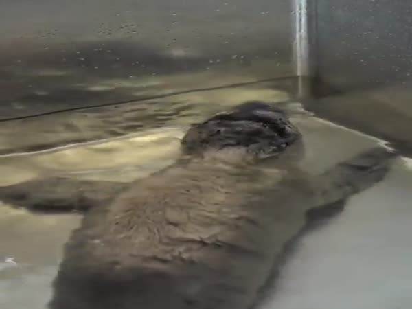 Rescued Seal Takes A Bath