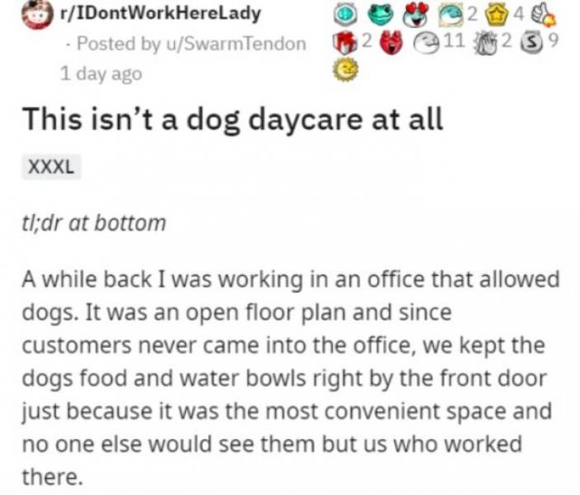 Dog Daycare (10 pics)