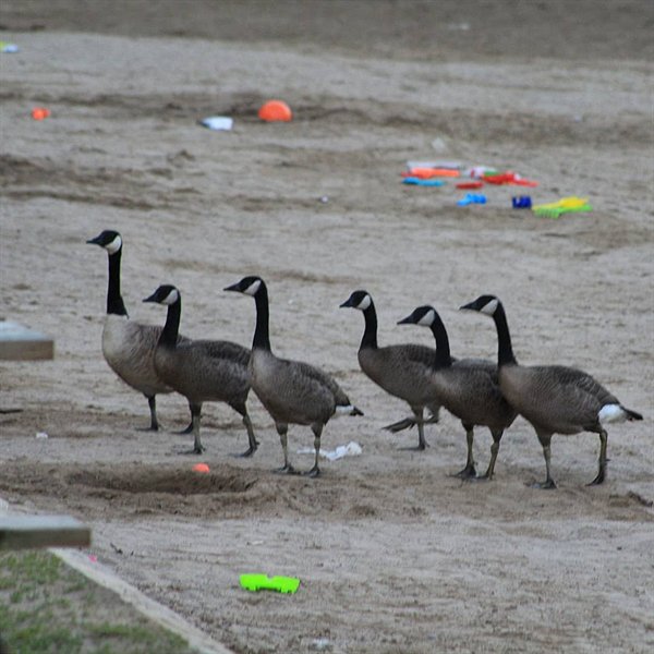Only In Canada (24 pics)