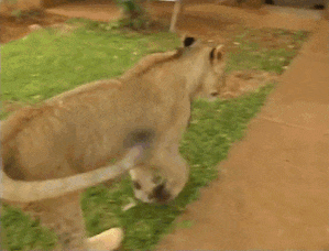 Acid Gifdump, March 26 (25 gifs)