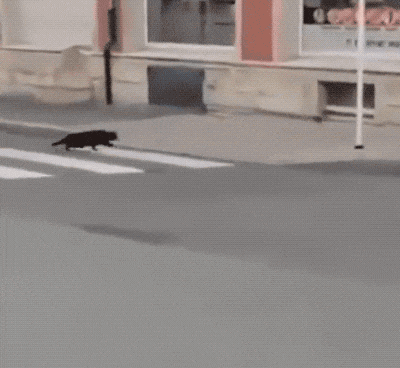 Fails (28 gifs)