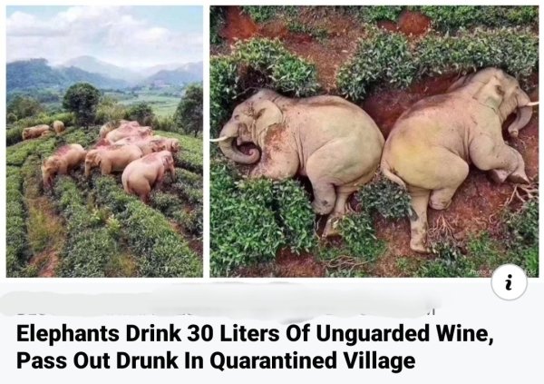 Alcohol Photos (35 pics)