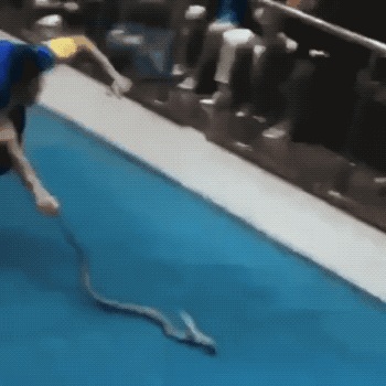 Wow GIFs (24 gifs)