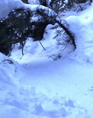 Wow GIFs (24 gifs)