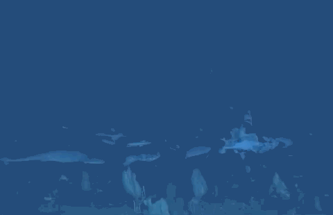 Beautiful And Weird Sea Creatures (17 gifs) Beautiful And Weird Sea Creatures (17 gifs)