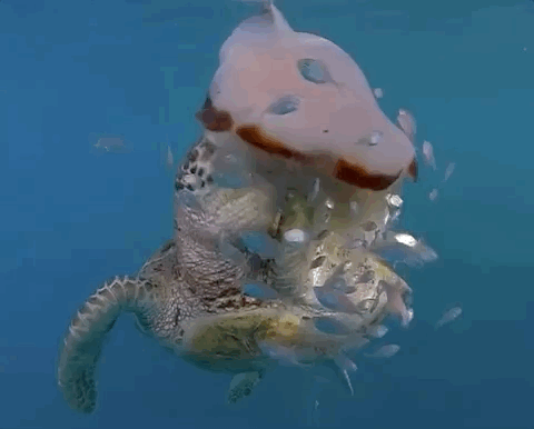 Beautiful And Weird Sea Creatures (17 gifs) Beautiful And Weird Sea Creatures (17 gifs)