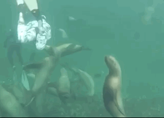 Beautiful And Weird Sea Creatures (17 gifs) Beautiful And Weird Sea Creatures (17 gifs)