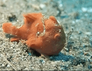 Beautiful And Weird Sea Creatures (17 gifs) Beautiful And Weird Sea Creatures (17 gifs)