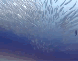 Beautiful And Weird Sea Creatures (17 gifs) Beautiful And Weird Sea Creatures (17 gifs)