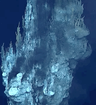 Beautiful And Weird Sea Creatures (17 gifs) Beautiful And Weird Sea Creatures (17 gifs)