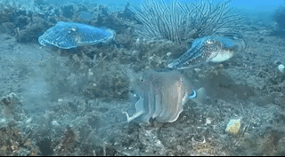 Beautiful And Weird Sea Creatures (17 gifs) Beautiful And Weird Sea Creatures (17 gifs)
