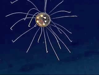 Beautiful And Weird Sea Creatures (17 gifs) Beautiful And Weird Sea Creatures (17 gifs)