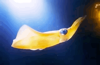 Beautiful And Weird Sea Creatures (17 gifs) Beautiful And Weird Sea Creatures (17 gifs)
