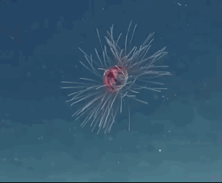 Beautiful And Weird Sea Creatures (17 gifs) Beautiful And Weird Sea Creatures (17 gifs)